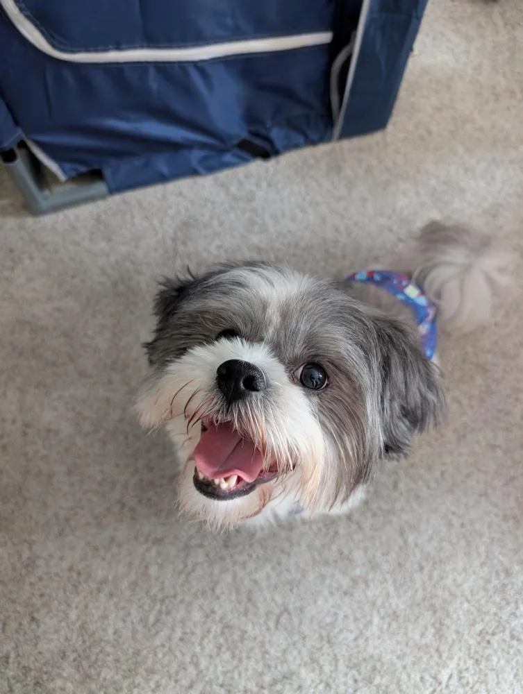 An adult small-sized male Lhasa Apso dog named Bumi for adoption in Youngsville, NC