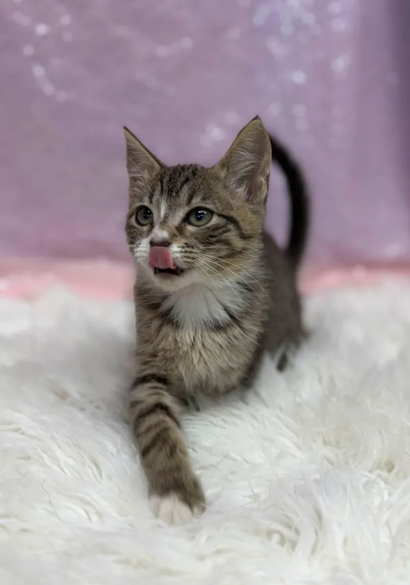 A young medium-sized female Domestic Short Hair cat named Screwdriver for adoption in Clarkesville, GA
