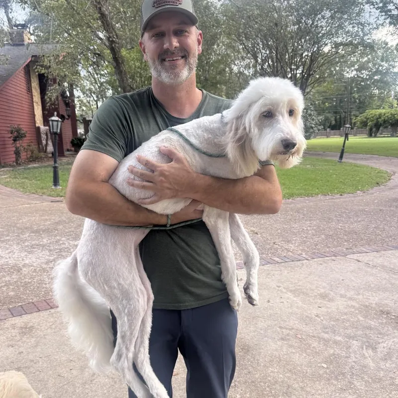 A young medium-sized female Poodle dog named Nimbus for adoption in Salem, OR