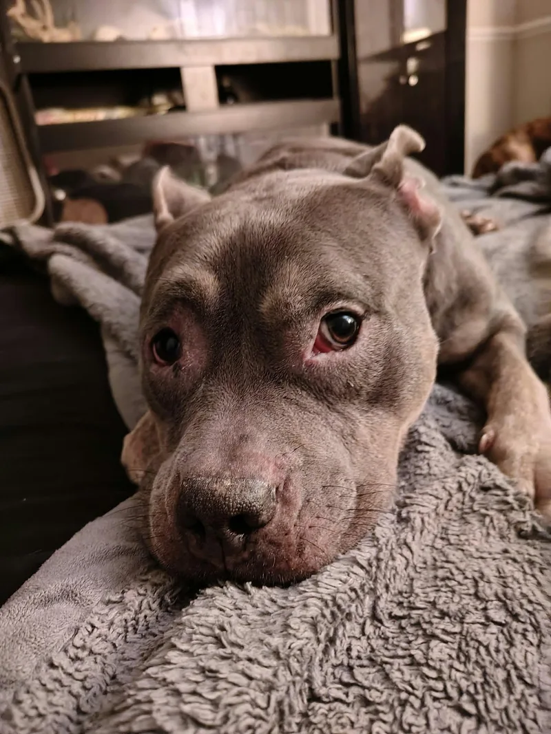 An adult medium-sized female Merle (Blue) Staffordshire Bull Terrier dog named Lucy for adoption in Norfolk, VA