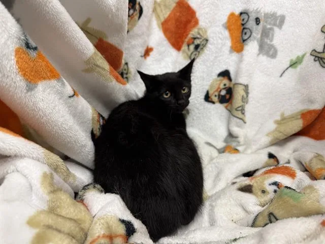 A young medium-sized female Domestic Short Hair cat named Stormy for adoption in Winter Haven, FL