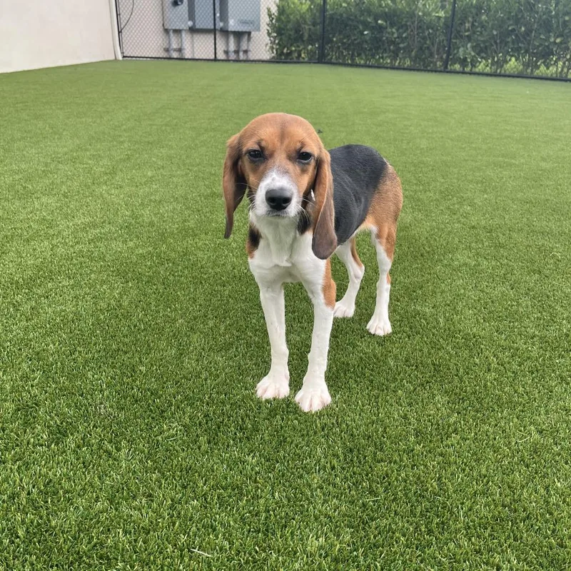A young small-sized female Brown / Chocolate Beagle dog named Orange Blossom for adoption in LOXAHATCHEE, FL