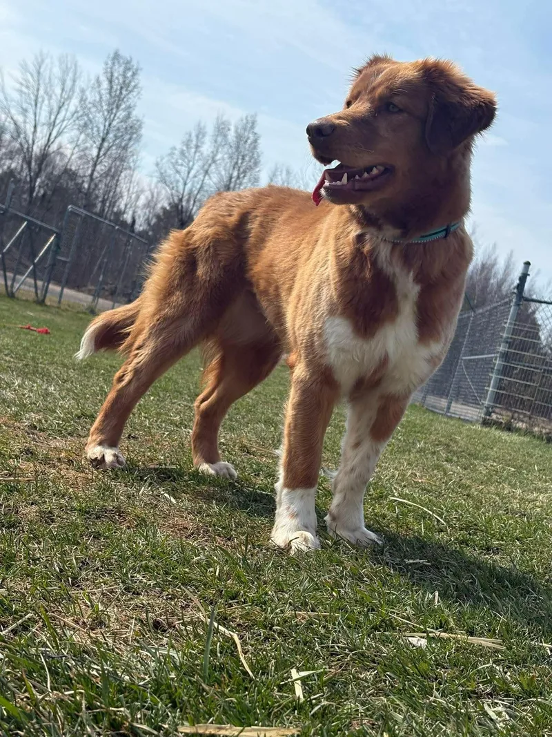 A young medium-sized female Golden Retriever dog named Marigold for adoption in Gouverneur, NY
