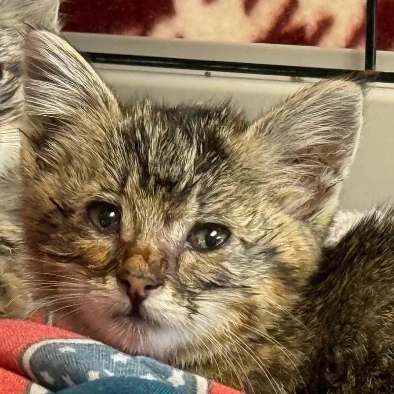 A baby small-sized female Brown / Chocolate Domestic Short Hair cat named Independence for adoption in Norfolk, NE
