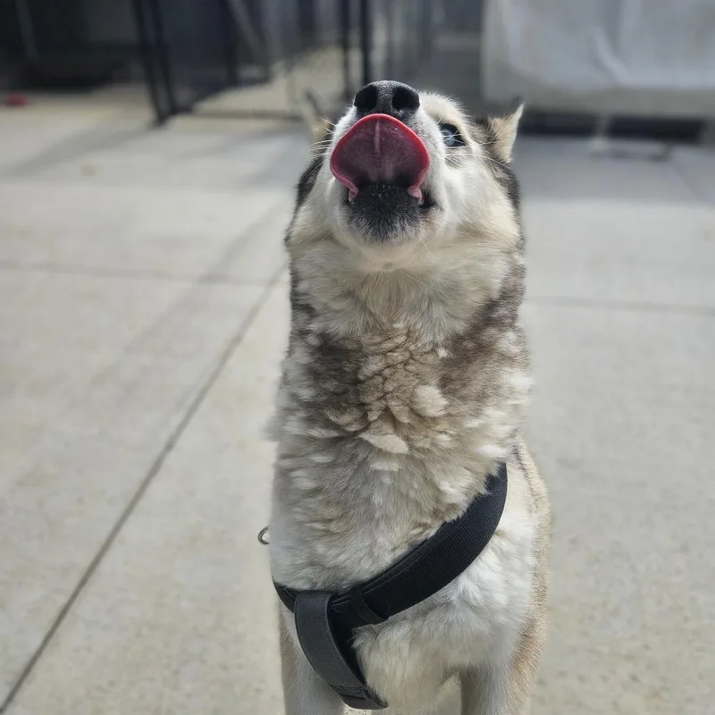 A senior medium-sized female Siberian Husky dog named Piper for adoption in Monticello, IA