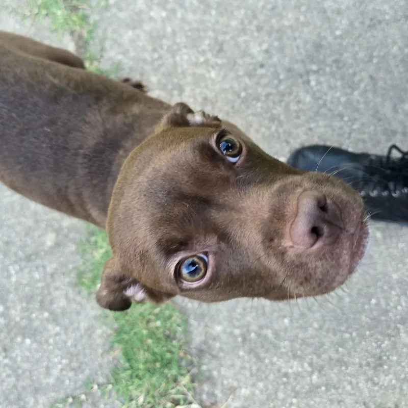 A young small-sized female Brown / Chocolate Pit Bull Terrier dog named Ginger Spice for adoption in Waldorf, MD