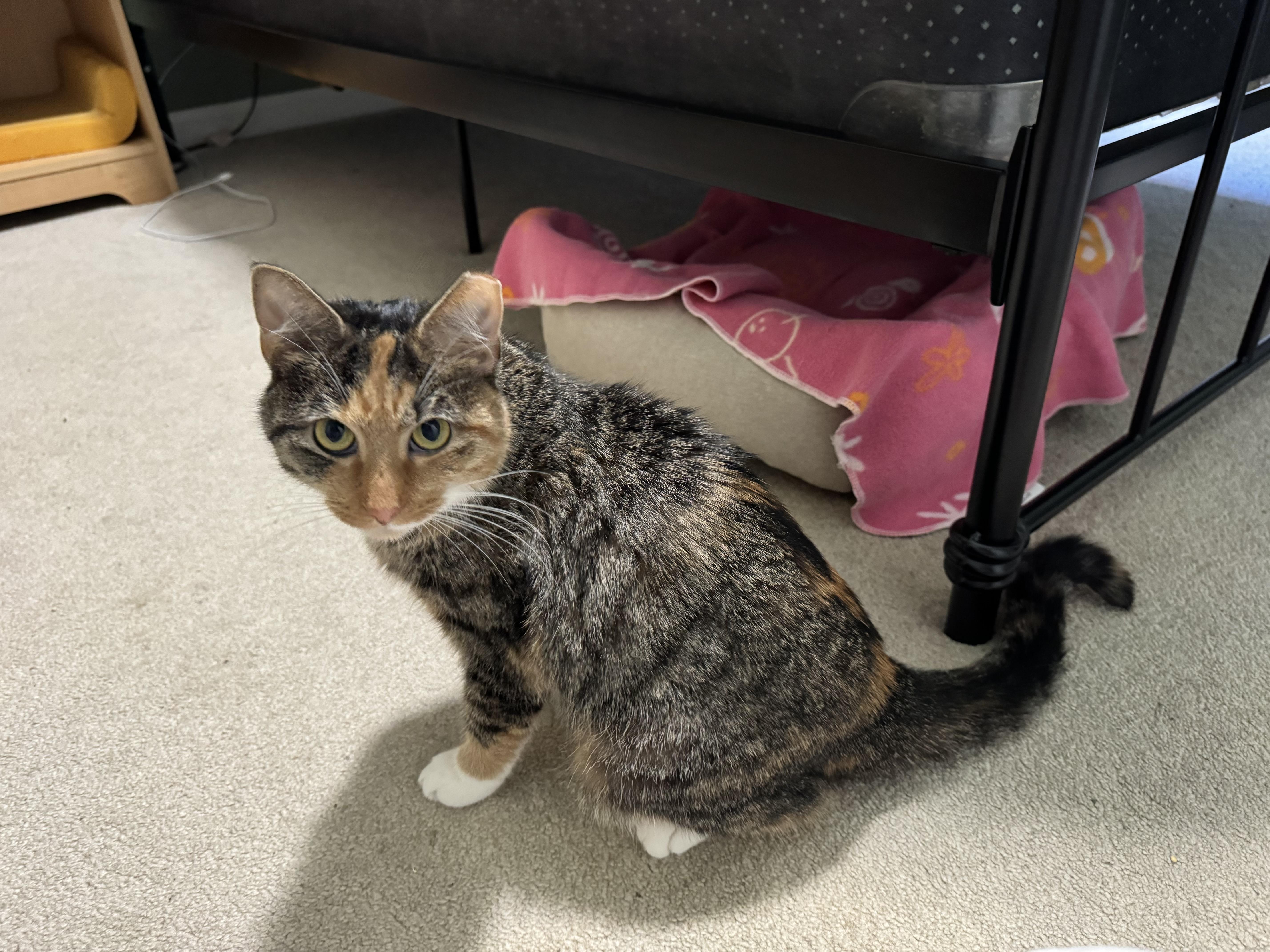 A young medium-sized female Calico Domestic Short Hair cat named Houdi for adoption in York, PA