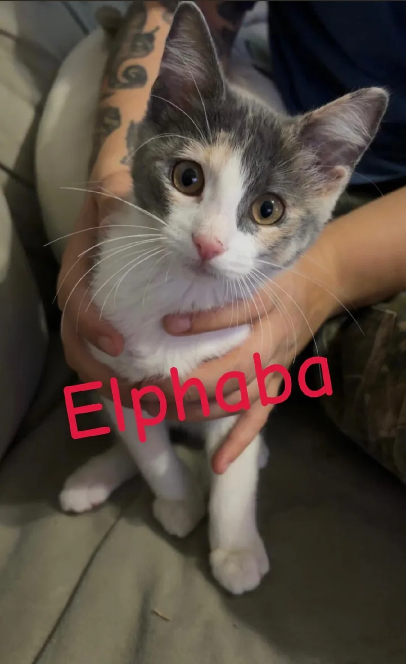 Elphaba