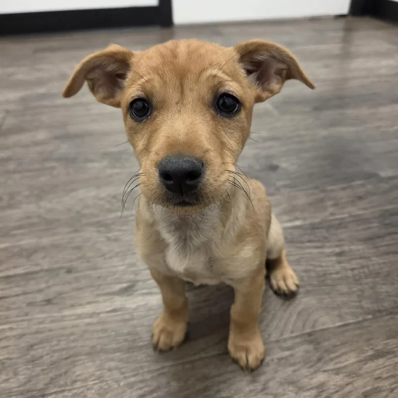 A baby small-sized female Yellow / Tan / Blond / Fawn Chihuahua dog named Willow Nightingale for adoption in Redmond, WA