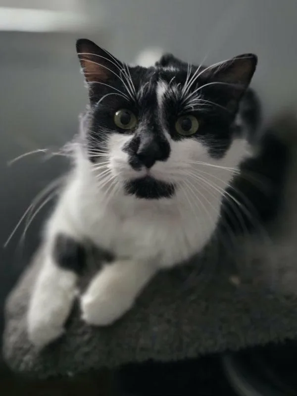 An adult medium-sized male Domestic Medium Hair cat named Dr. Acula for adoption in Millersville, MD