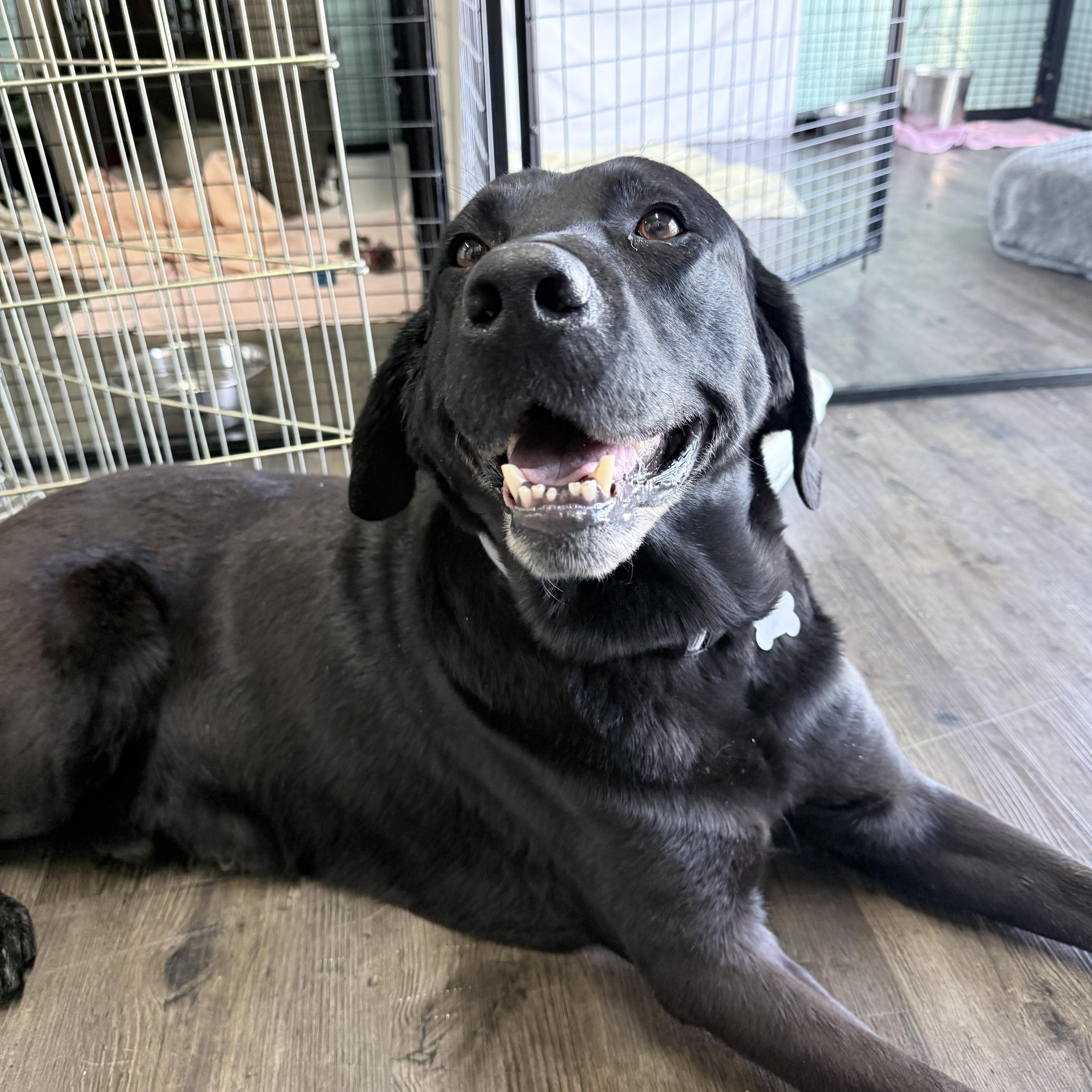 An adult large-sized male Black Labrador Retriever dog named Benny for adoption in St. George, UT