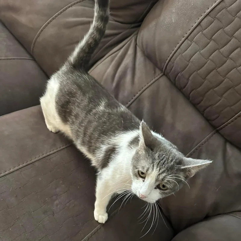 A young medium-sized female Gray & White Domestic Short Hair cat named Willow for adoption in Cleveland, OK
