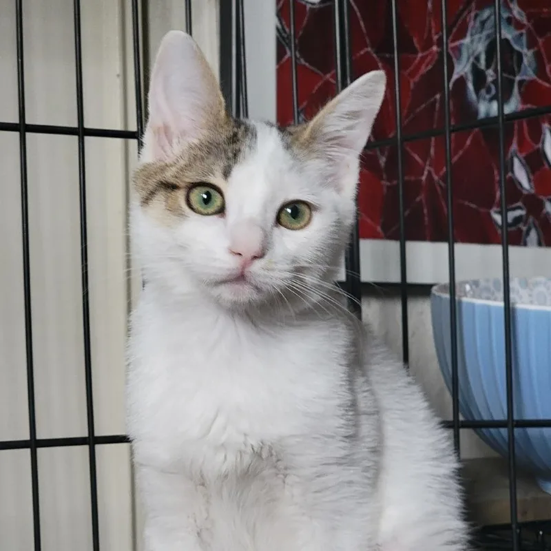 A baby small-sized female Brown / Chocolate Domestic Short Hair cat named Seraphina for adoption in Pleasanton, CA