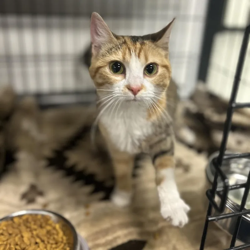 A young medium-sized female Calico Domestic Short Hair cat named Teenie for adoption in Novelty, OH