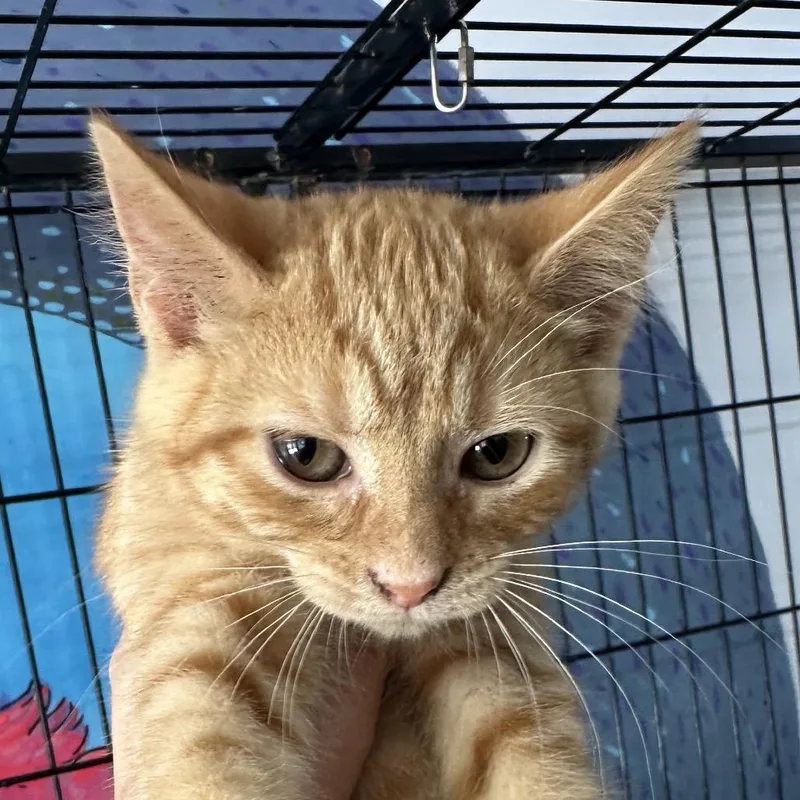 A baby small-sized female Orange / Red Domestic Short Hair cat named Papaya for adoption in Corbin, KY
