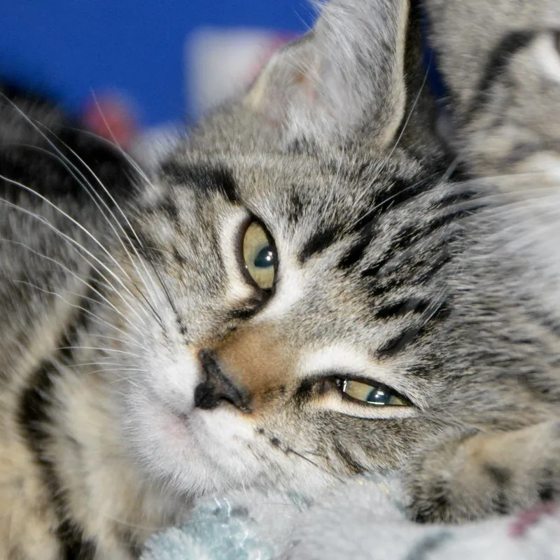 A baby small-sized male Brown / Chocolate Domestic Short Hair cat named Max for adoption in Los Angeles, CA