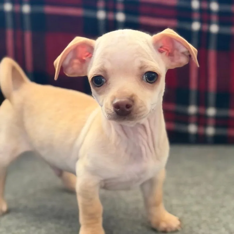 A young small-sized male White / Cream Chihuahua dog named Ponyboy for adoption in Las Vegas, NV