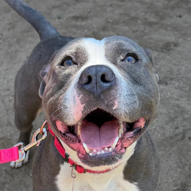 An adult medium-sized male Gray / Blue / Silver Pit Bull Terrier dog named Buddha for adoption in Springfield, MA