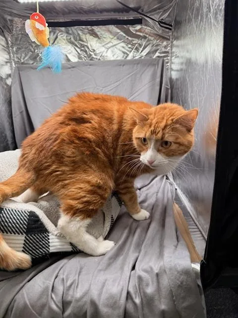 An adult large-sized male Domestic Short Hair cat named Bob for adoption in Appling, GA