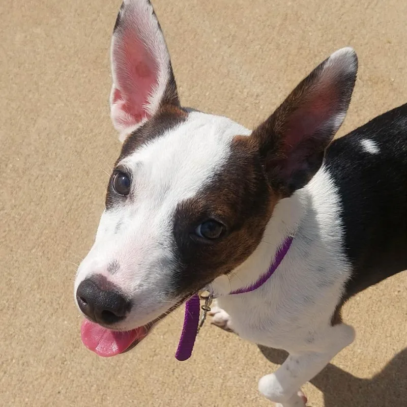 A baby medium-sized female Brindle Mixed Breed dog named Omaha for adoption in Corydon, IN