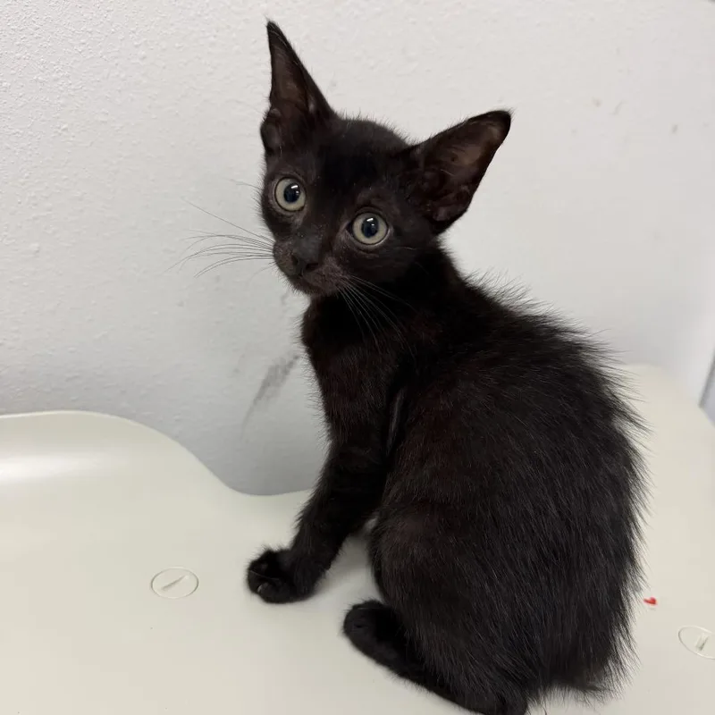 A baby small-sized male Black Domestic Short Hair cat named Frappe F for adoption in Edinburg, TX