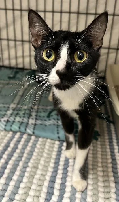 An adult small-sized female Domestic Short Hair cat named Charlotte for adoption in Phoenix, AZ