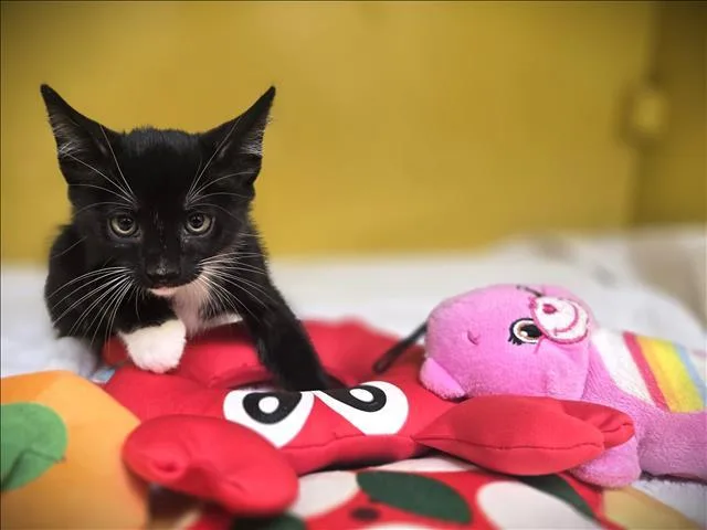 A baby small-sized male Domestic Short Hair cat named Tiki Punch for adoption in Los Angeles, CA