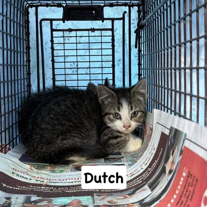 A baby small-sized male Brown / Chocolate Domestic Short Hair cat named Dutch for adoption in Philadelphia, PA