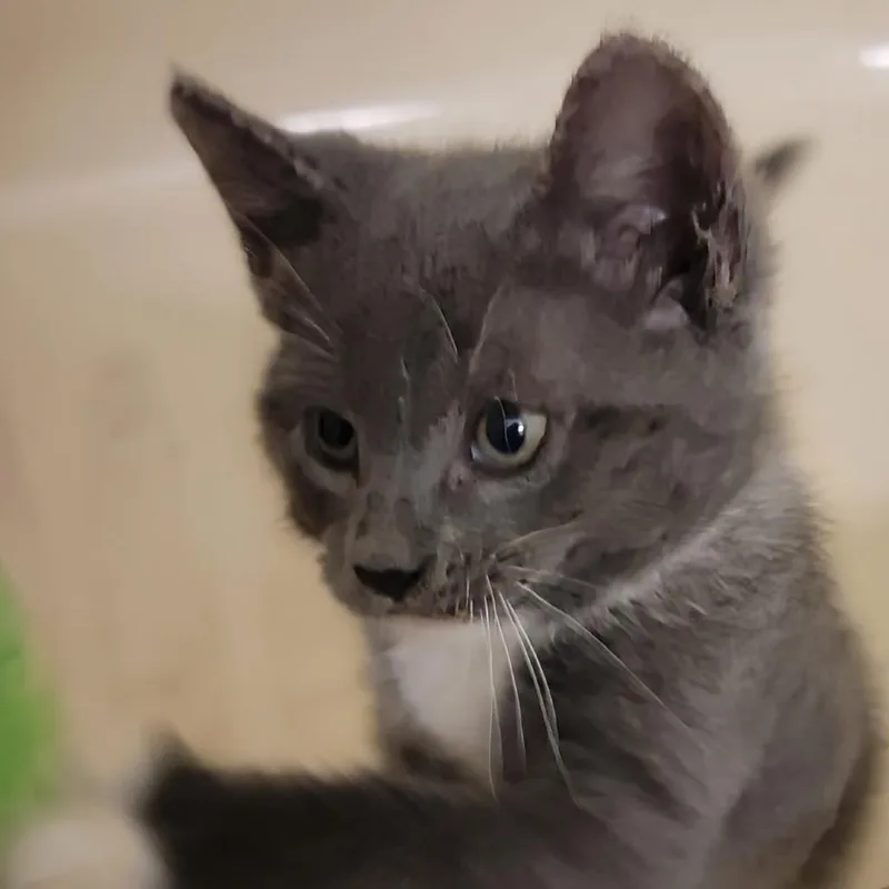 A baby small-sized male White Domestic Short Hair cat named Bibby for adoption in Titusville, FL