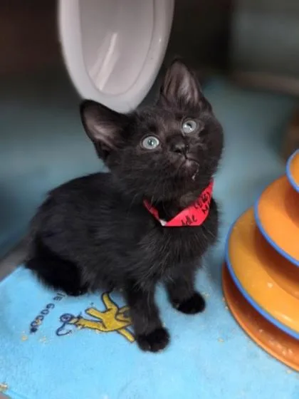A baby small-sized female Domestic Short Hair cat named Skedaddle for adoption in Westland, MI