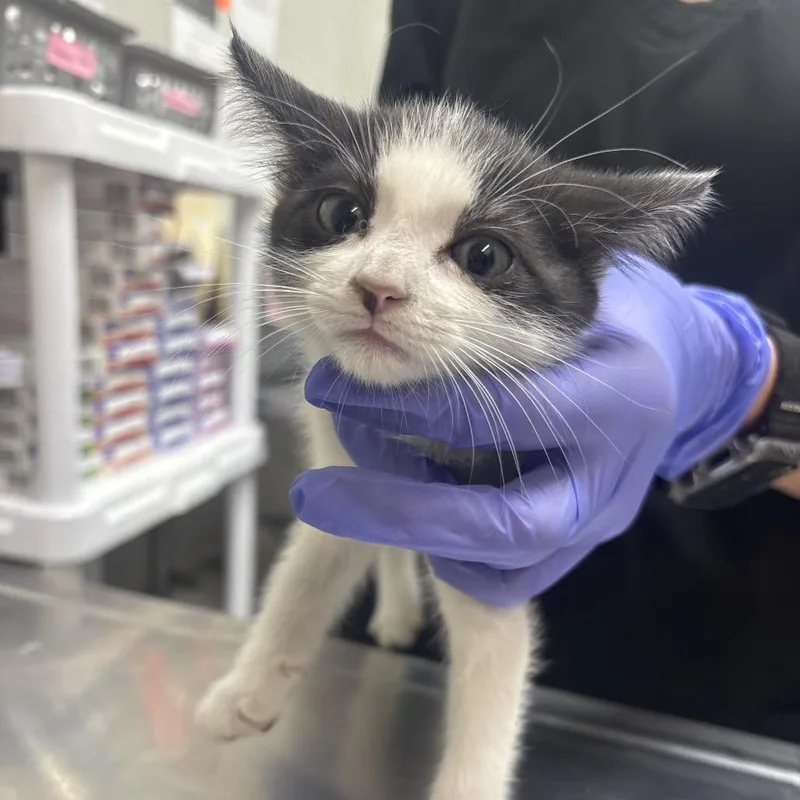 A baby small-sized female Black Domestic Short Hair cat named Gracie for adoption in Clanton, AL