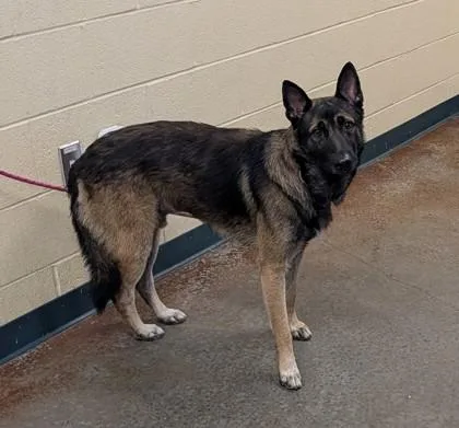 An adult large-sized male German Shepherd Dog dog named Evan for adoption in Independence, MO