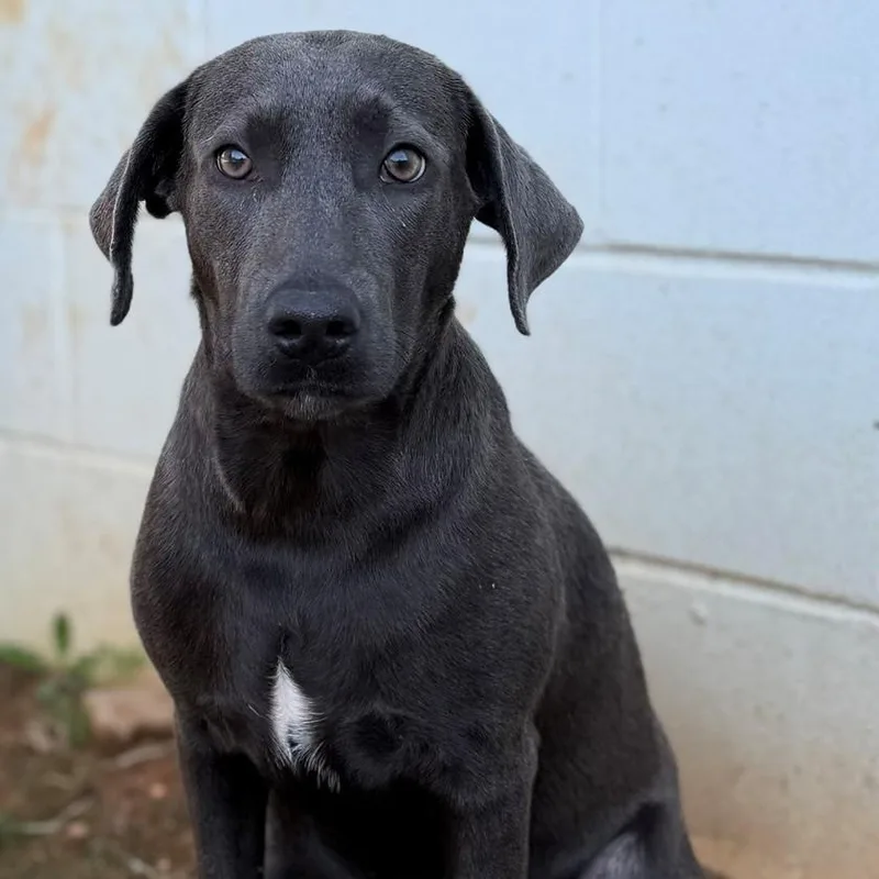 An adult medium-sized female Gray / Blue / Silver Hound dog named Violet for adoption in Summerdale, AL