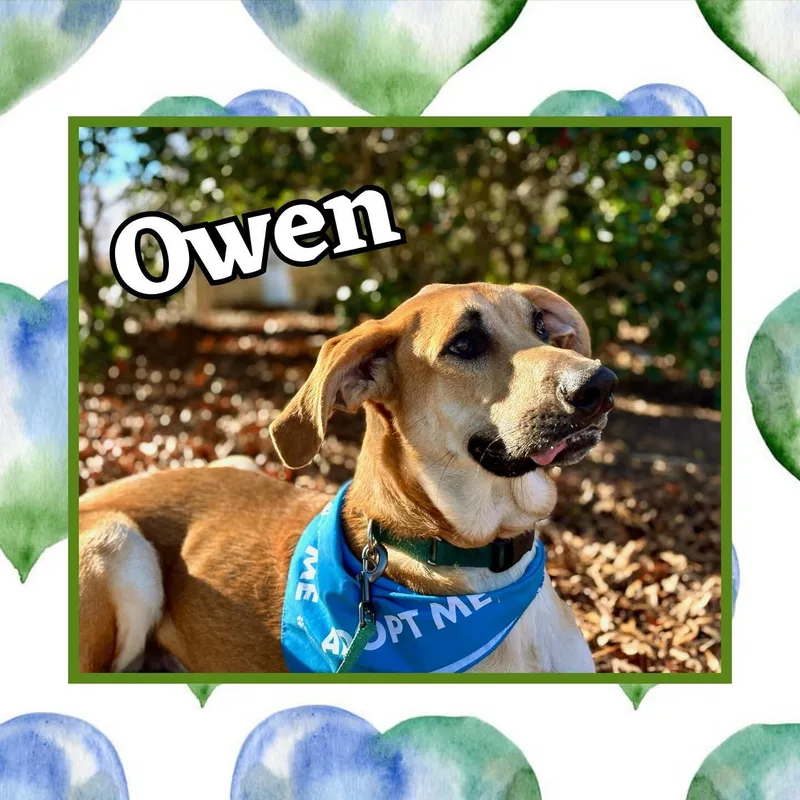 Owen thumbnail 4
