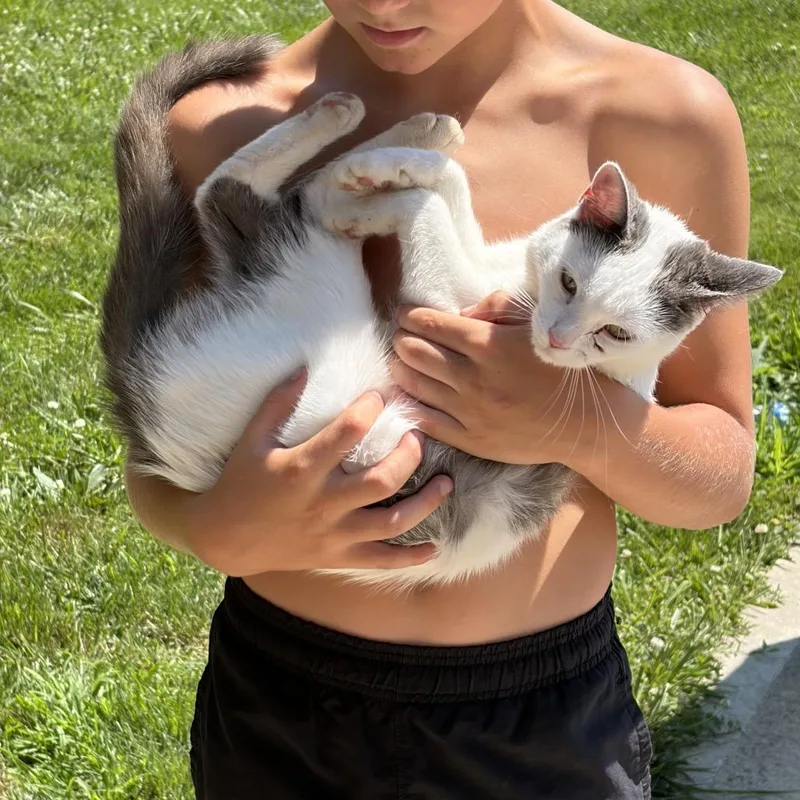 A young medium-sized female White American Shorthair cat named Penalty Box for adoption in Greenfield, IN