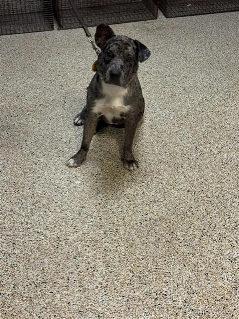 A young medium-sized male Catahoula Leopard Dog dog named Dunnellon for adoption in Miami, FL