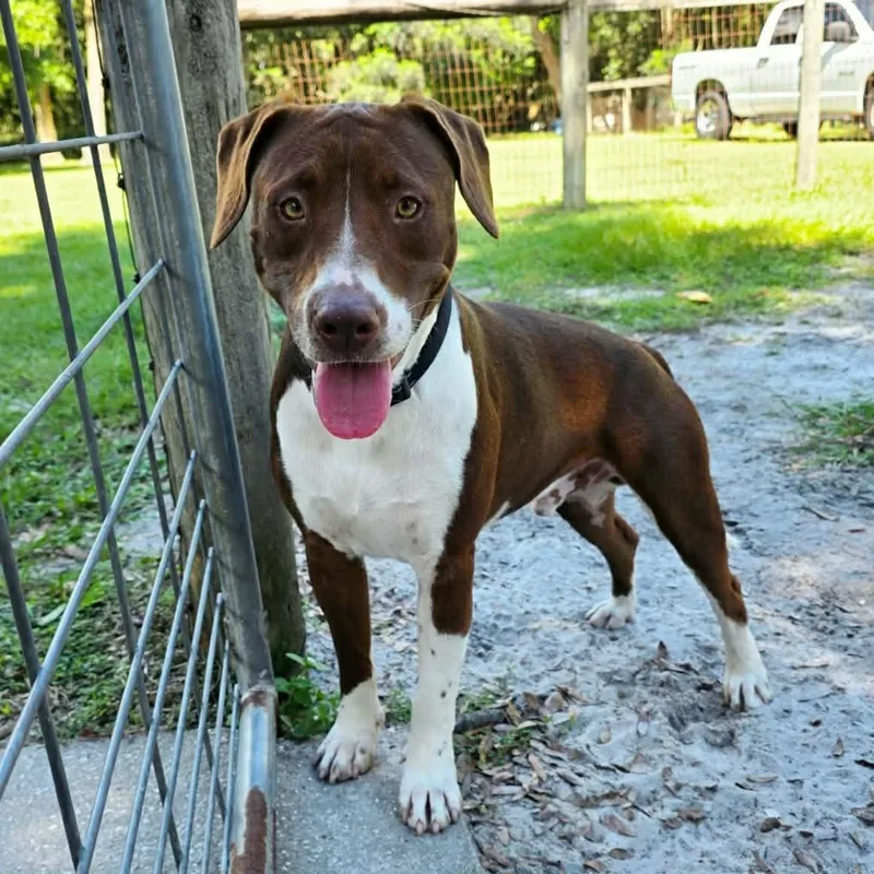 A young large-sized male Brown / Chocolate Mixed Breed dog named Bentley for adoption in Umatilla, FL