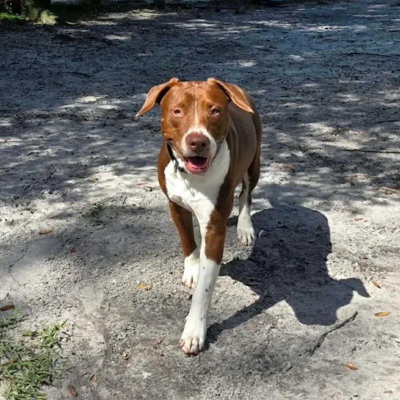 Bentley thumbnail 3