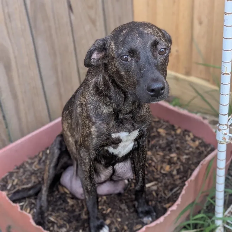 A young medium-sized female Black Catahoula Leopard Dog dog named Button for adoption in League City, TX
