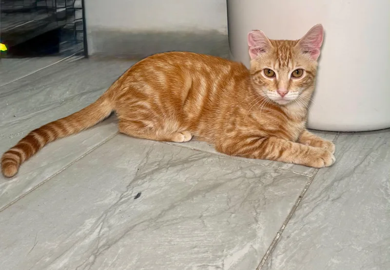 A baby small-sized male Domestic Short Hair cat named Milo for adoption in Miami, FL