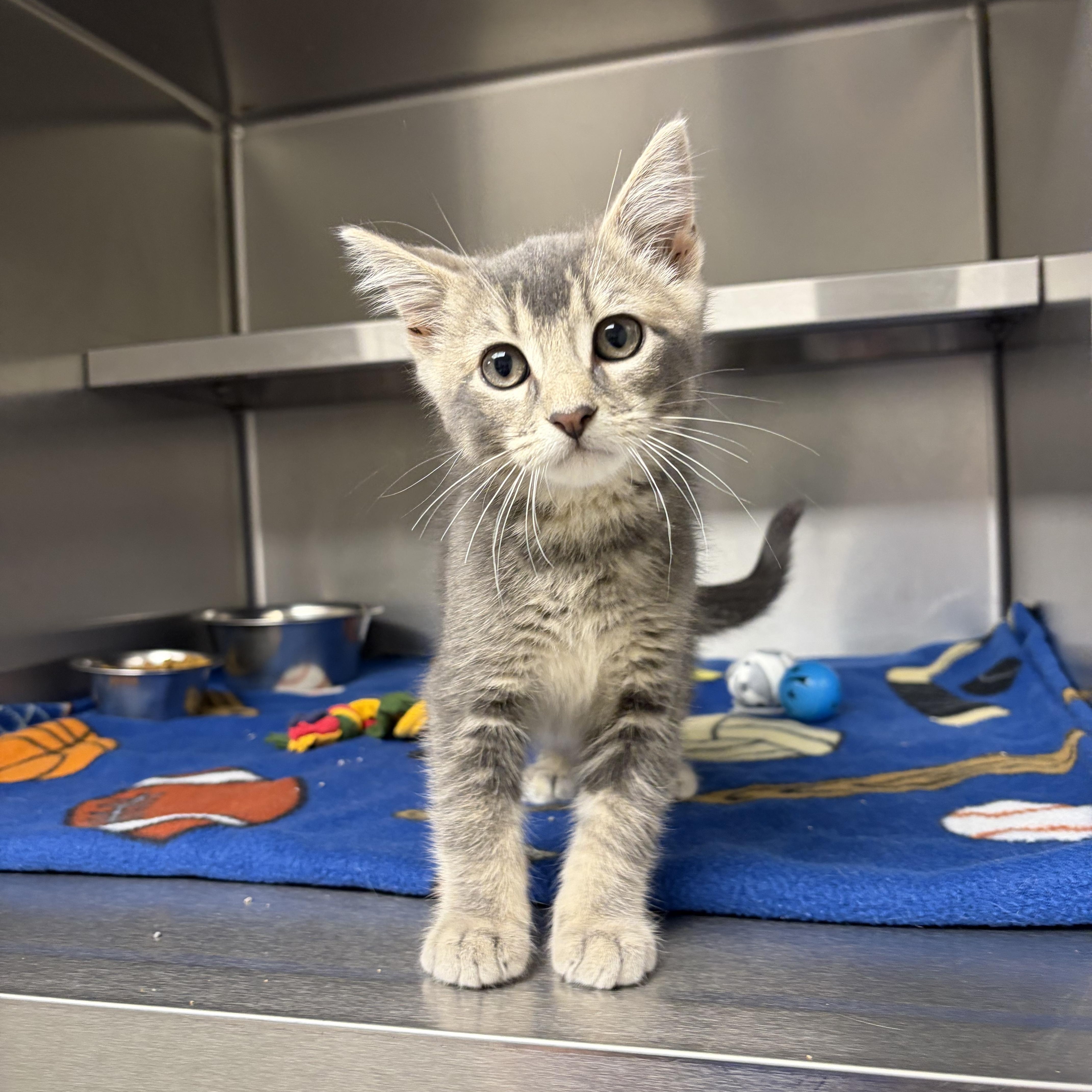 A baby medium-sized male Tabby (Gray / Blue / Silver) Domestic Short Hair cat named Congo for adoption in Liberty, MO