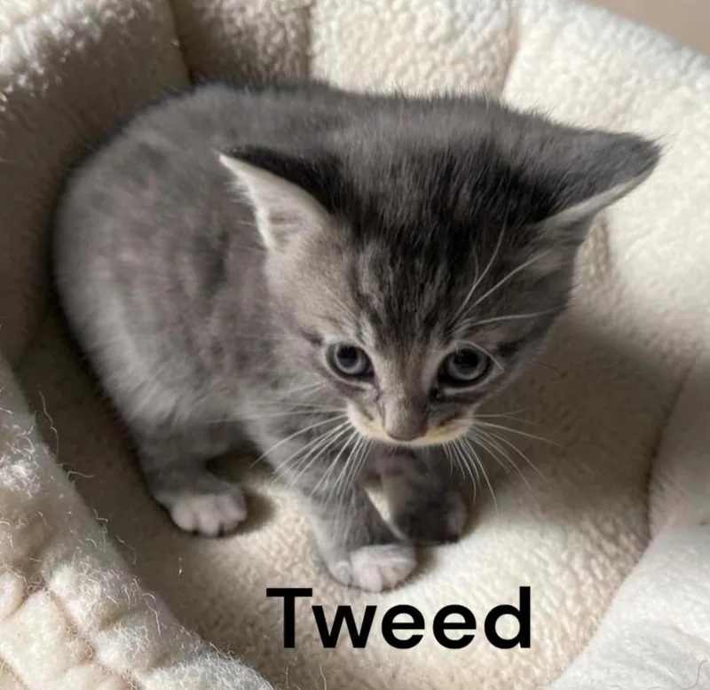 A baby medium-sized male Tabby cat named Tweed for adoption in Weems, VA