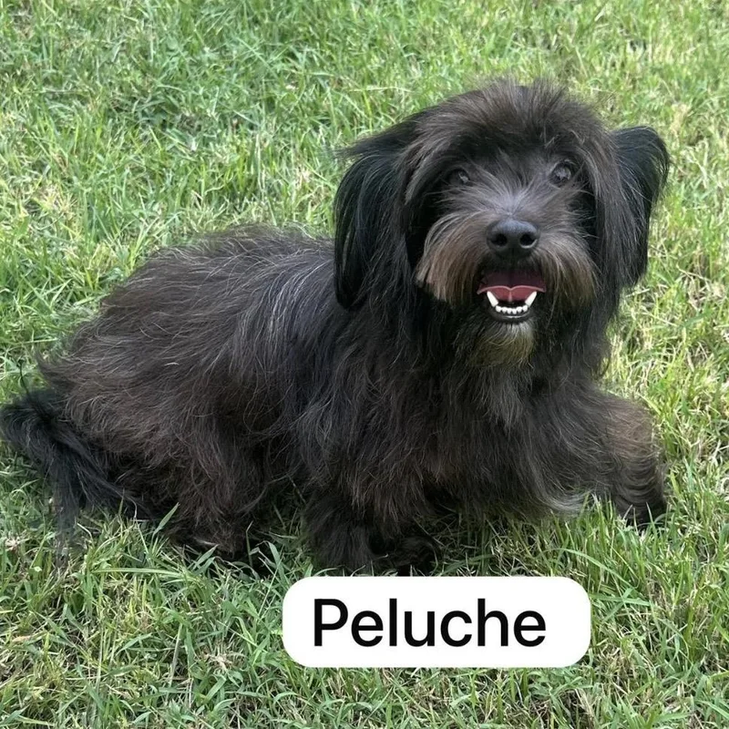 Peluche thumbnail 2