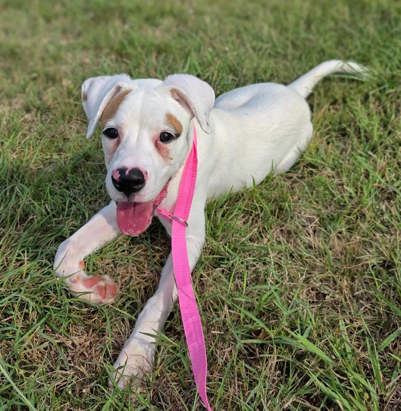 A baby medium-sized female Hound dog named Jolene for adoption in Gainesville, TX
