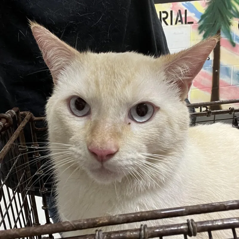 An adult large-sized male Cream / Ivory Domestic Short Hair cat named Salmon for adoption in Lufkin, TX