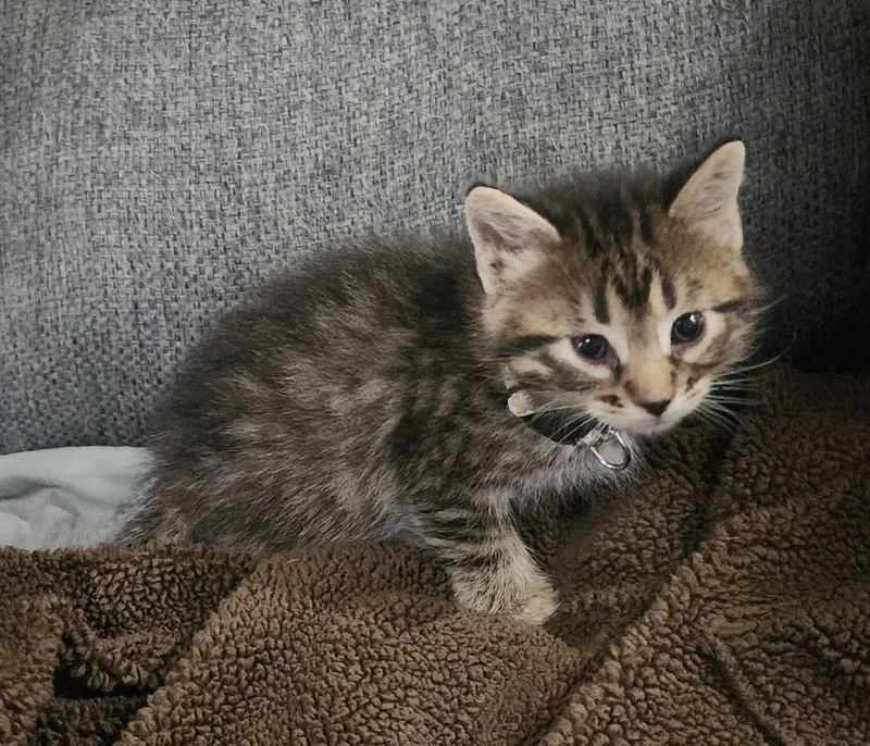 A baby medium-sized male Domestic Short Hair cat named Milan for adoption in Tulsa, OK