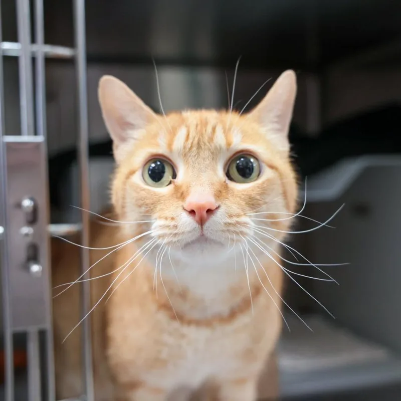 A senior medium-sized male Orange / Red Domestic Short Hair cat named Murphy for adoption in Santa Barbara, CA
