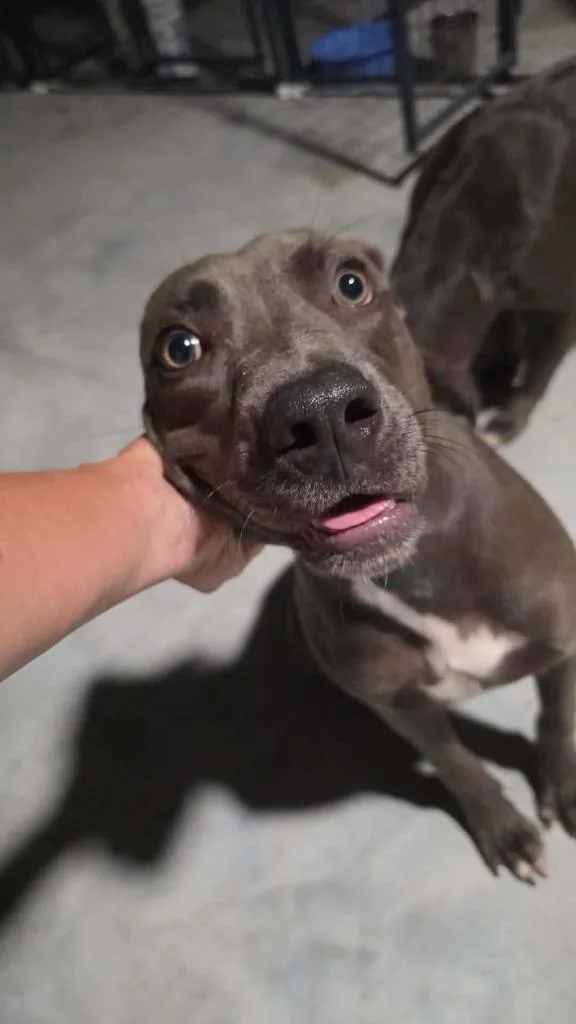 A baby medium-sized male Weimaraner dog named Blue Boy for adoption in Waynesville, GA