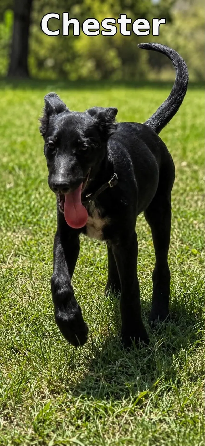 A baby large-sized male Mixed Breed dog named Chester for adoption in Rock Hill, NY