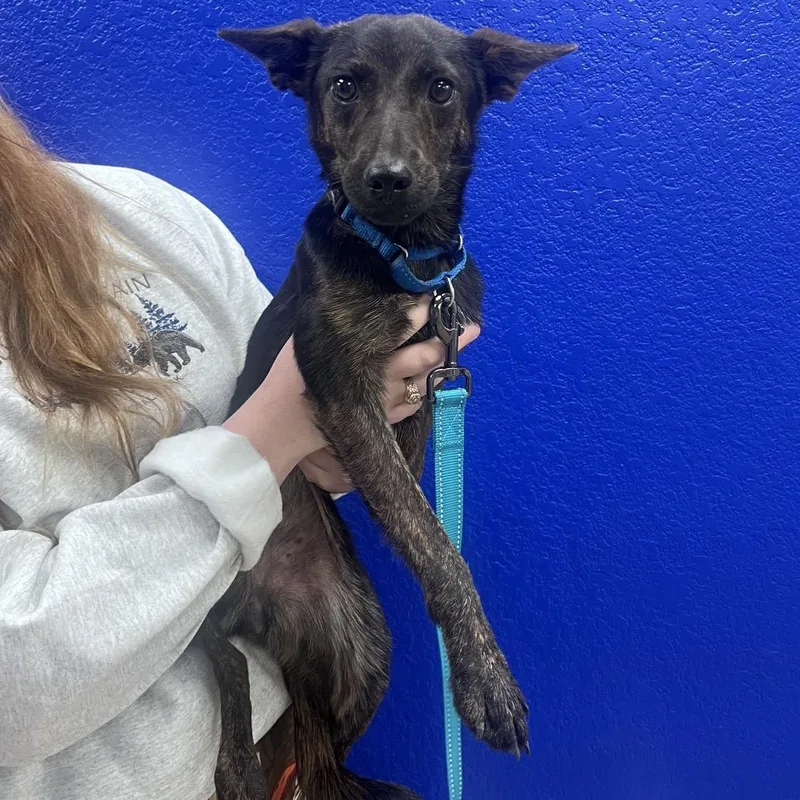 A young small-sized female Brown / Chocolate Terrier dog named Sparky for adoption in Waco, TX